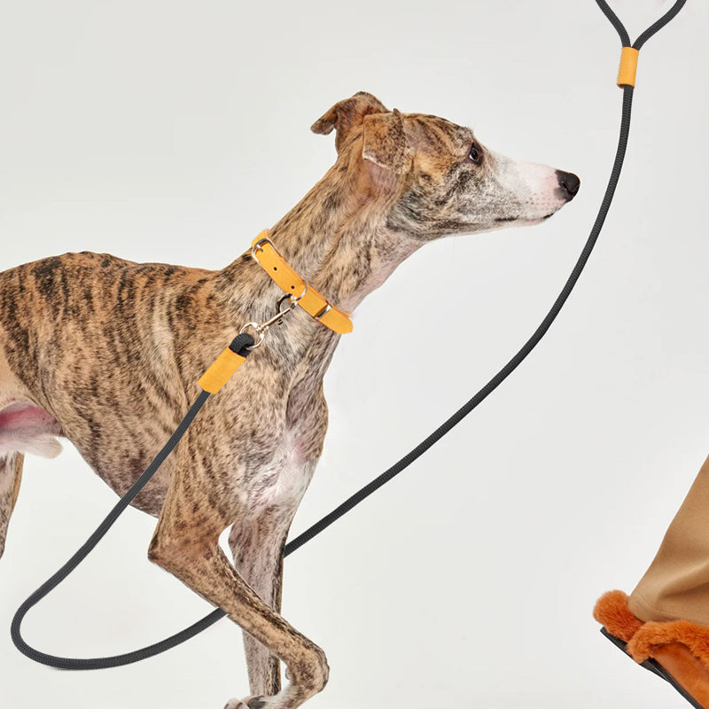 Leather Dog Collar