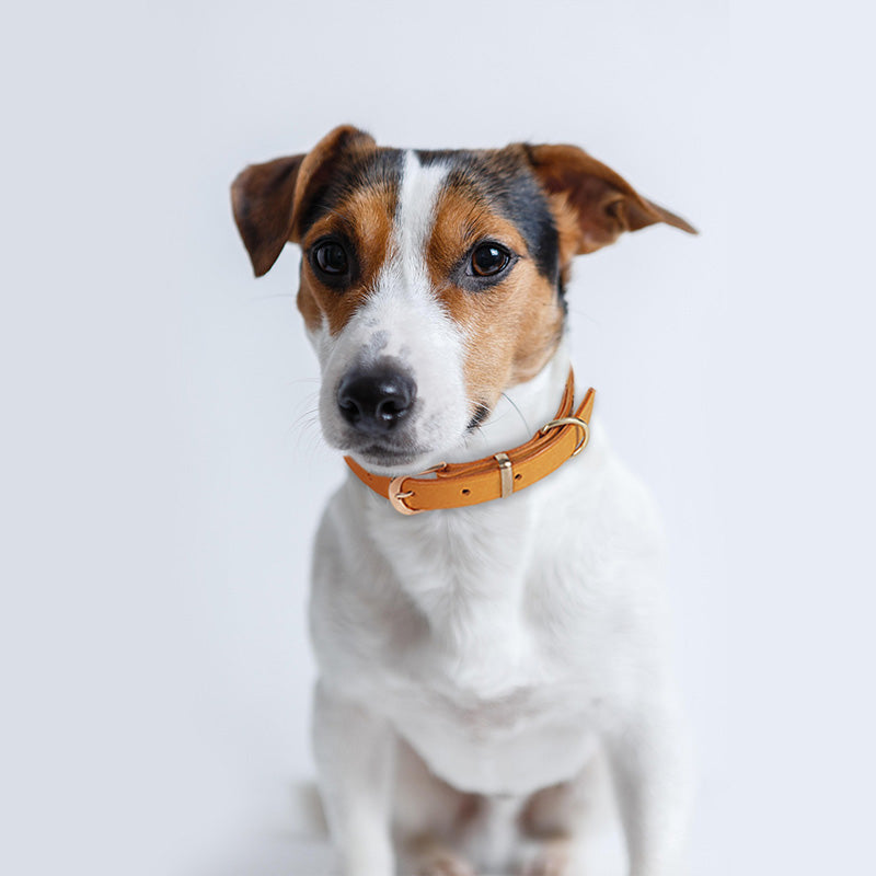 Leather Dog Collar