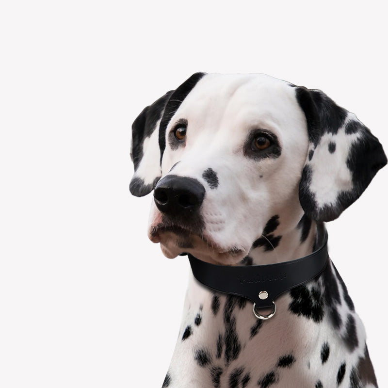 Leather Dog Collar