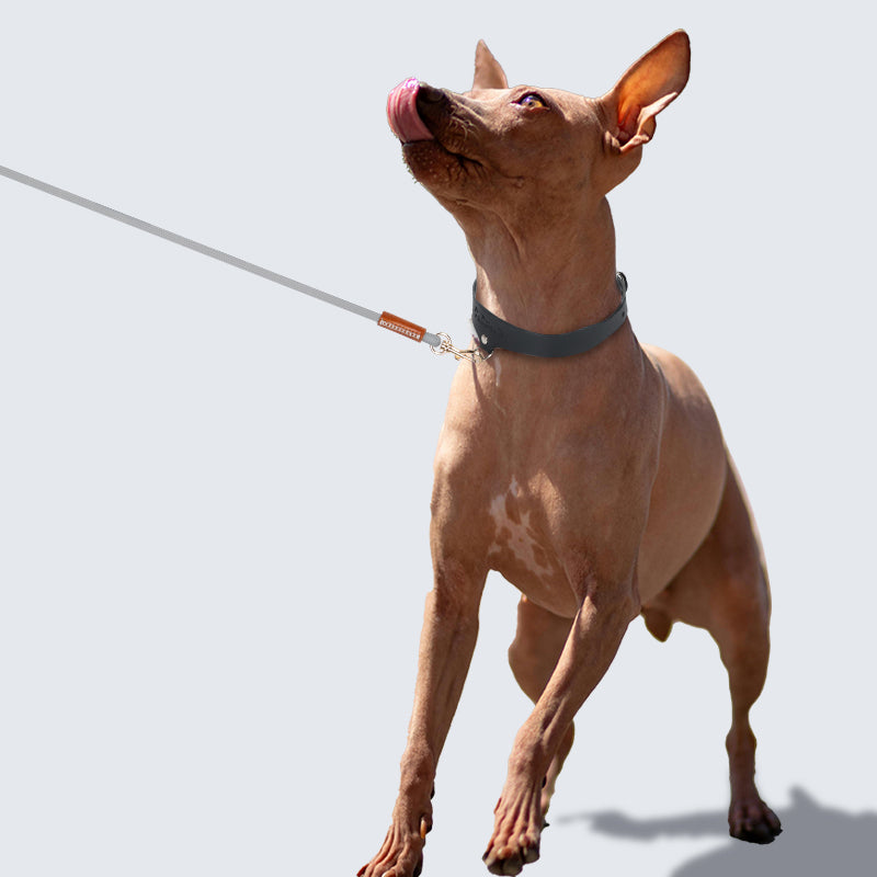 Leather Dog Leash