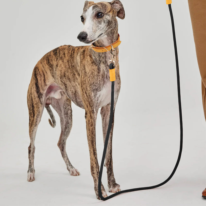 Leashes