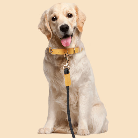 Leather Dog Collar