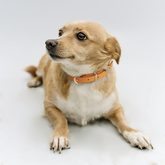 Leather Dog Collar